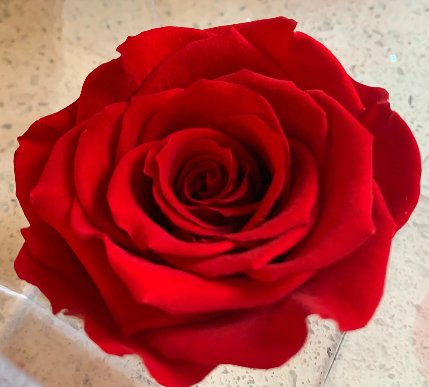 Red rose on a clear stand with a reflective surface background