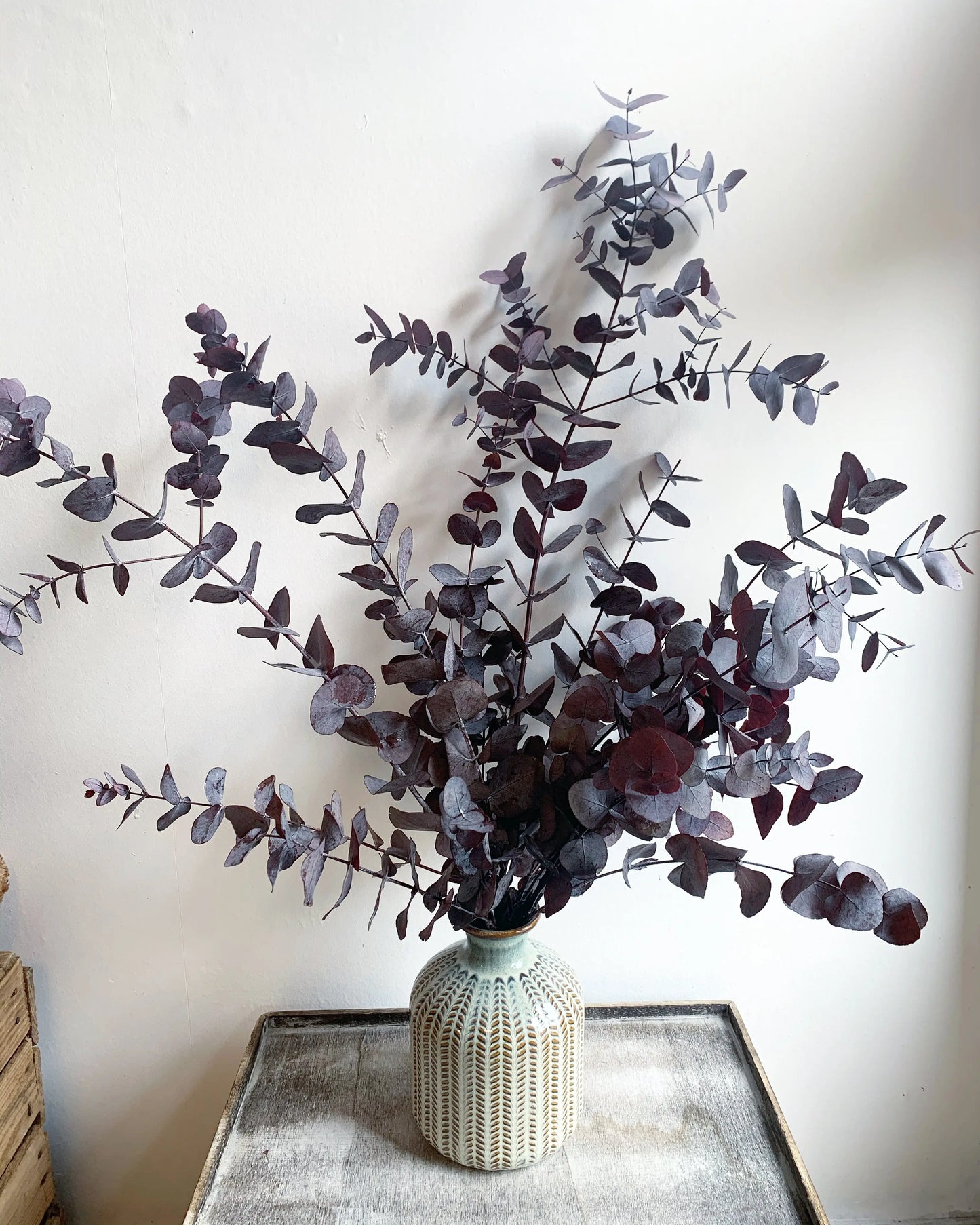 Preserved Eucalyptus image 0