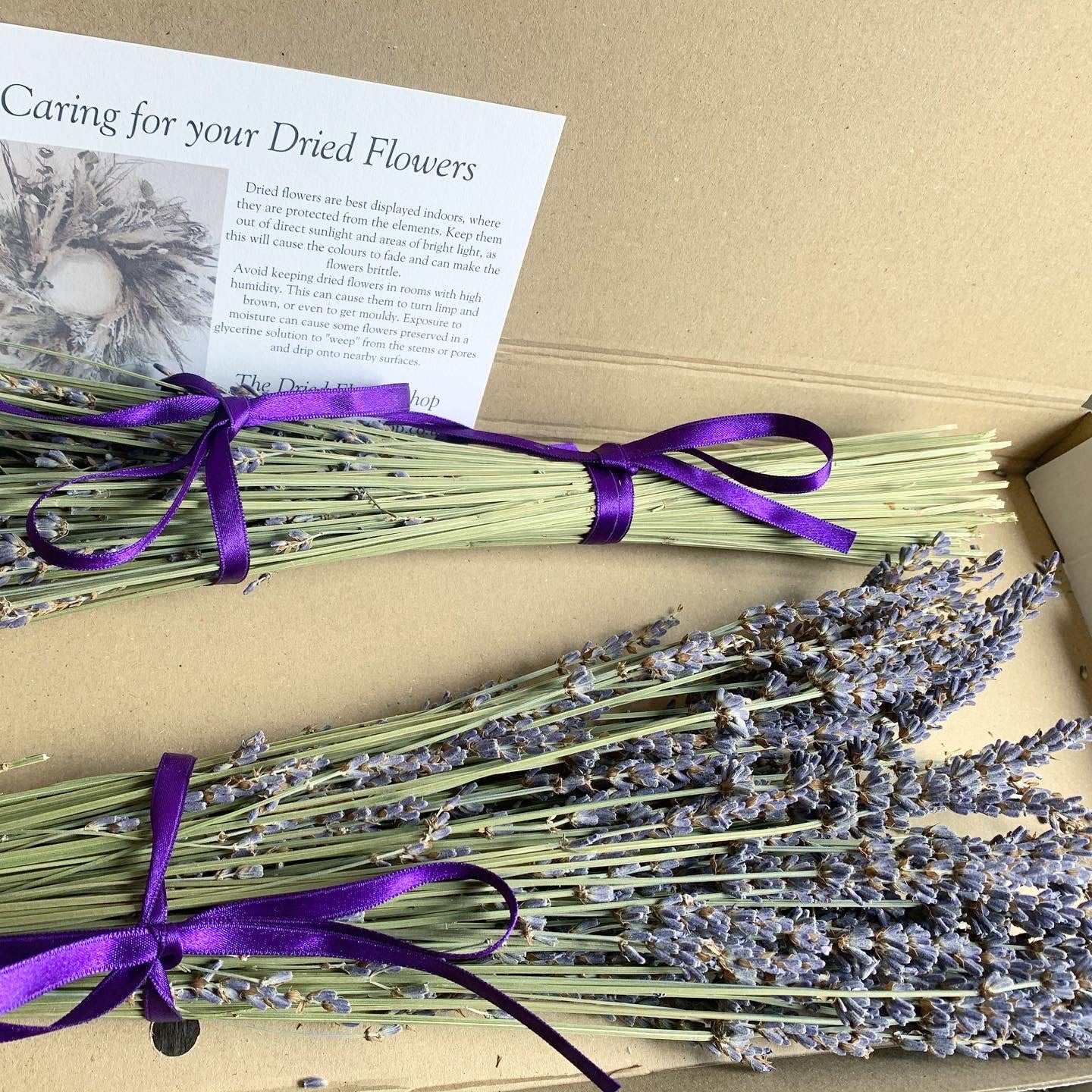 Letterbox Lavender image 0