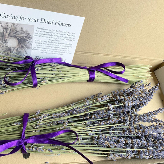 Letterbox Lavender image 0