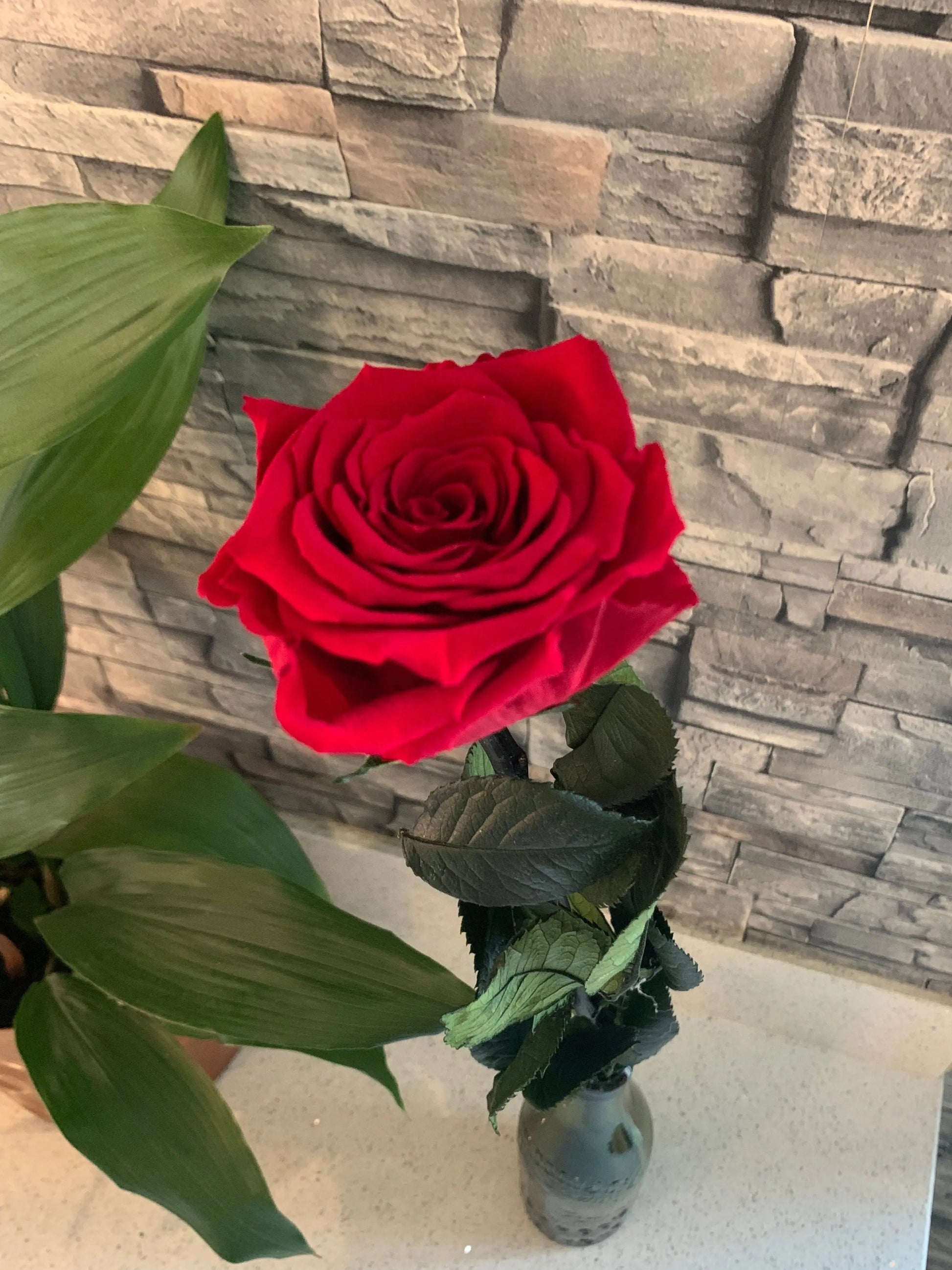 Ariel view of a forever red rose in a vase next to a plant. 