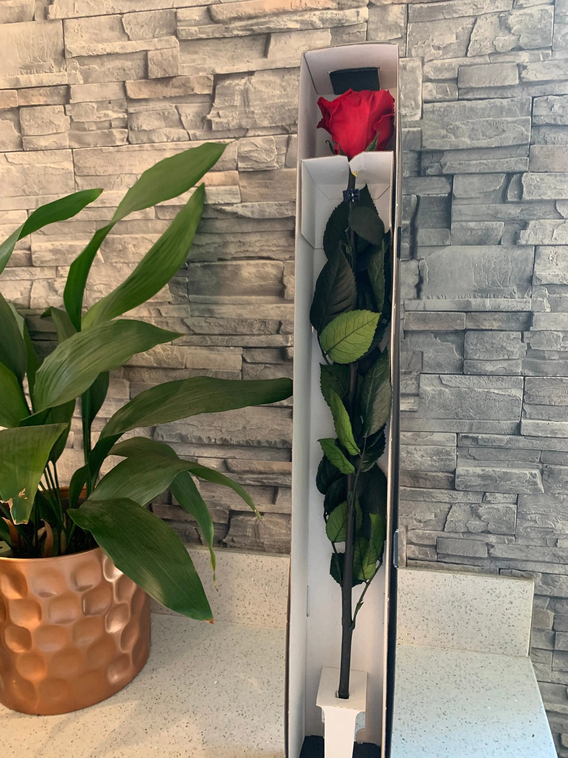 A Forever long stemmed red rose in shipping box displayed next to a plant on a brick back ground.