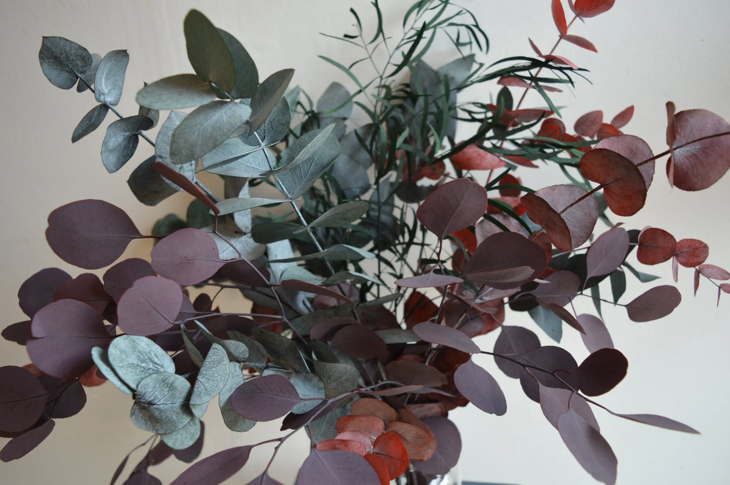 A close up image of Preserved Mixed Eucalyptus showing different shaped leaves