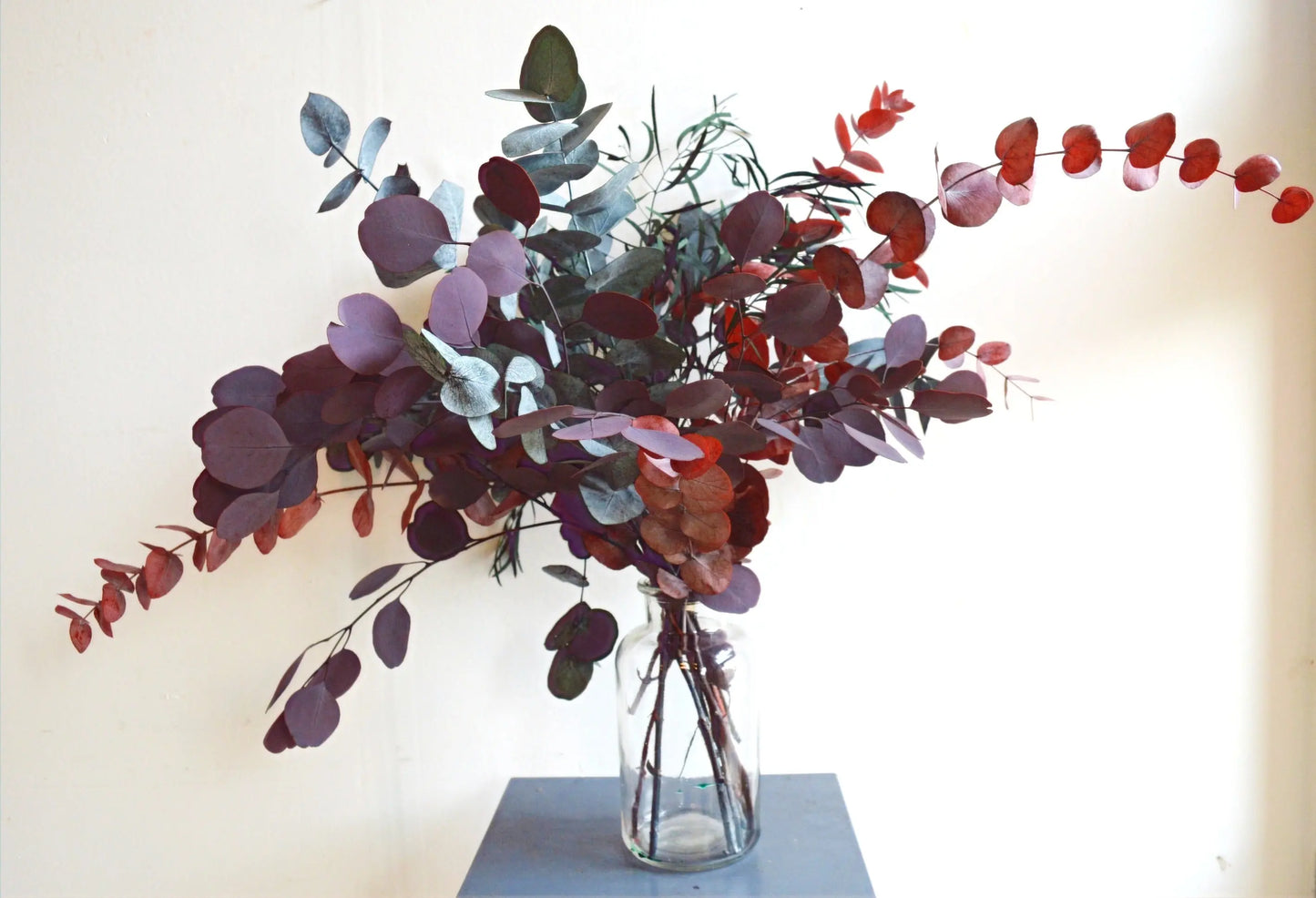 Preserved Mixed Eucalyptus in different colours, red, burgundy, green, silvery blue.  displayed in a glass jar against a white background.
