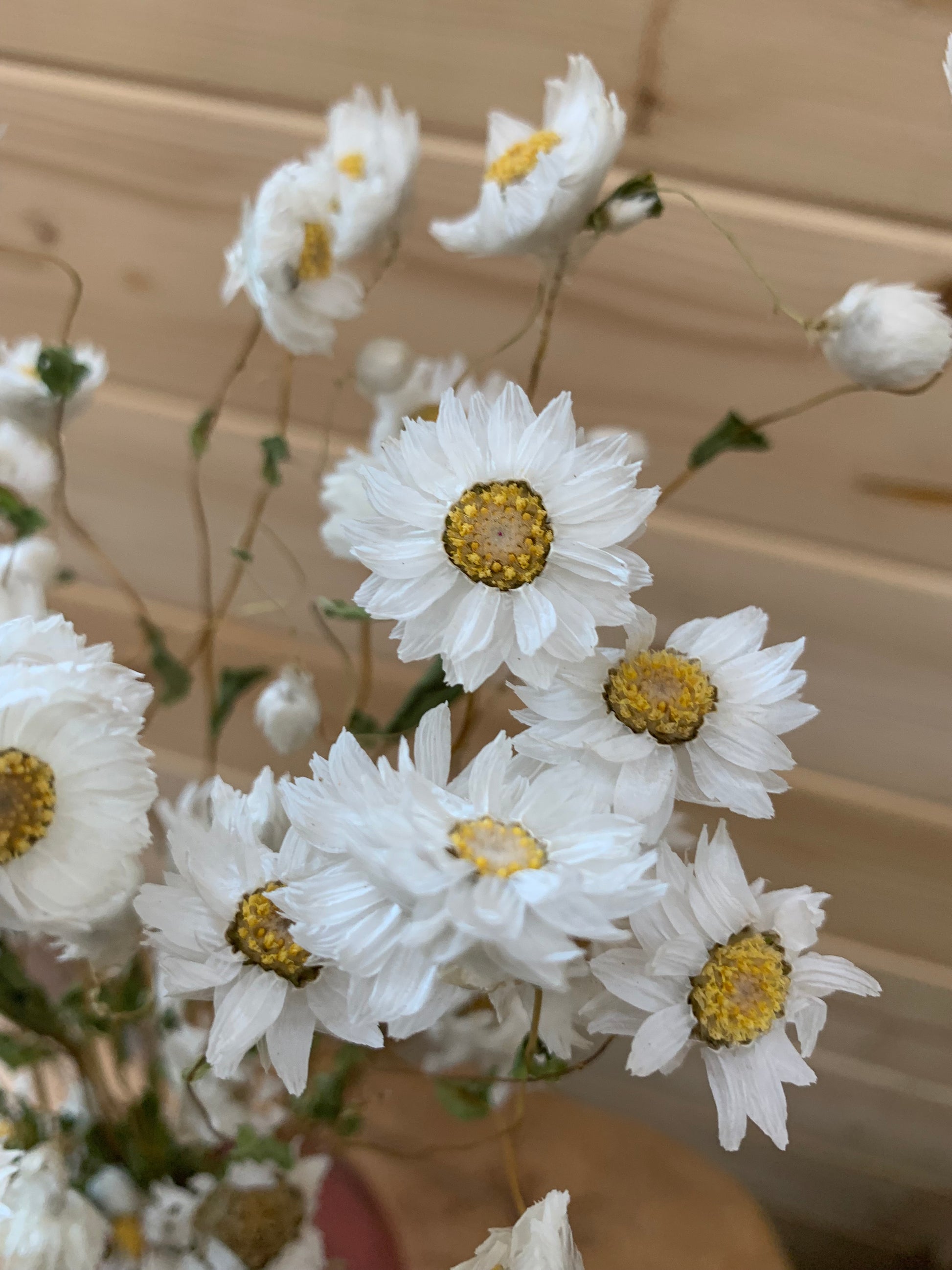 White dried daisies with yellow centers on a wooden background