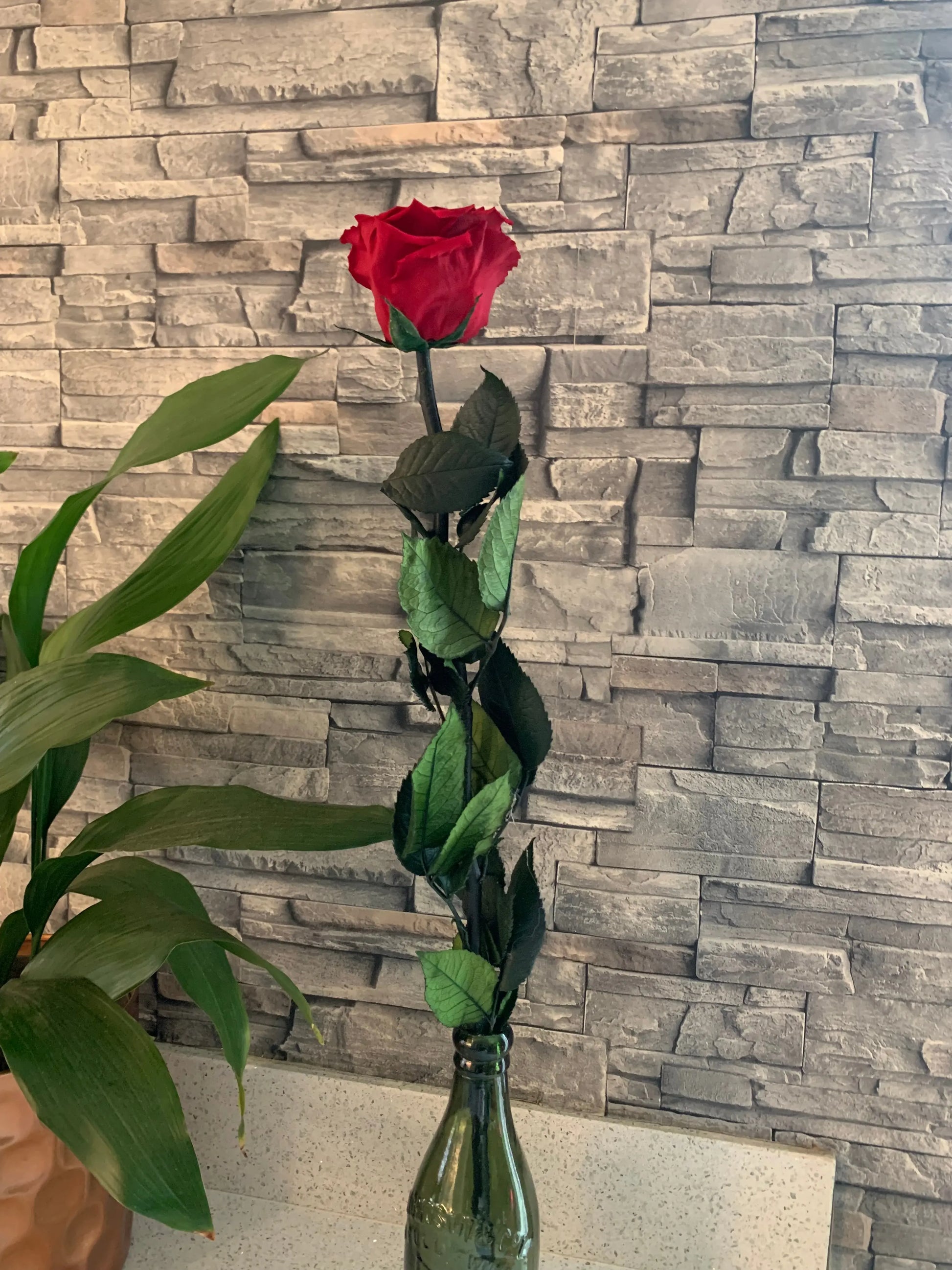 A Single long stemmed persevered red rose displayed in a green bottle next to a plant against a brick background