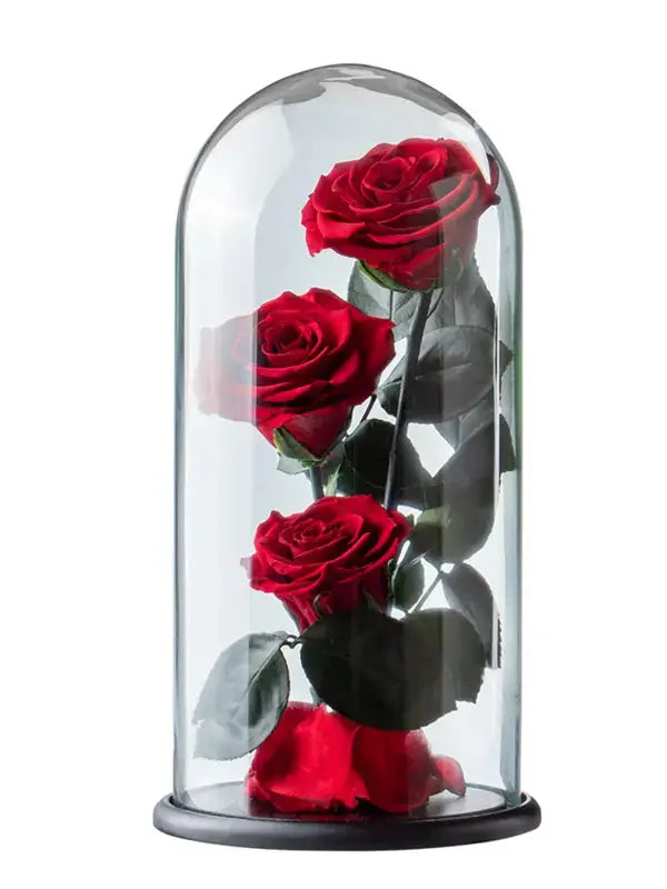 Red roses under a glass dome on a white background