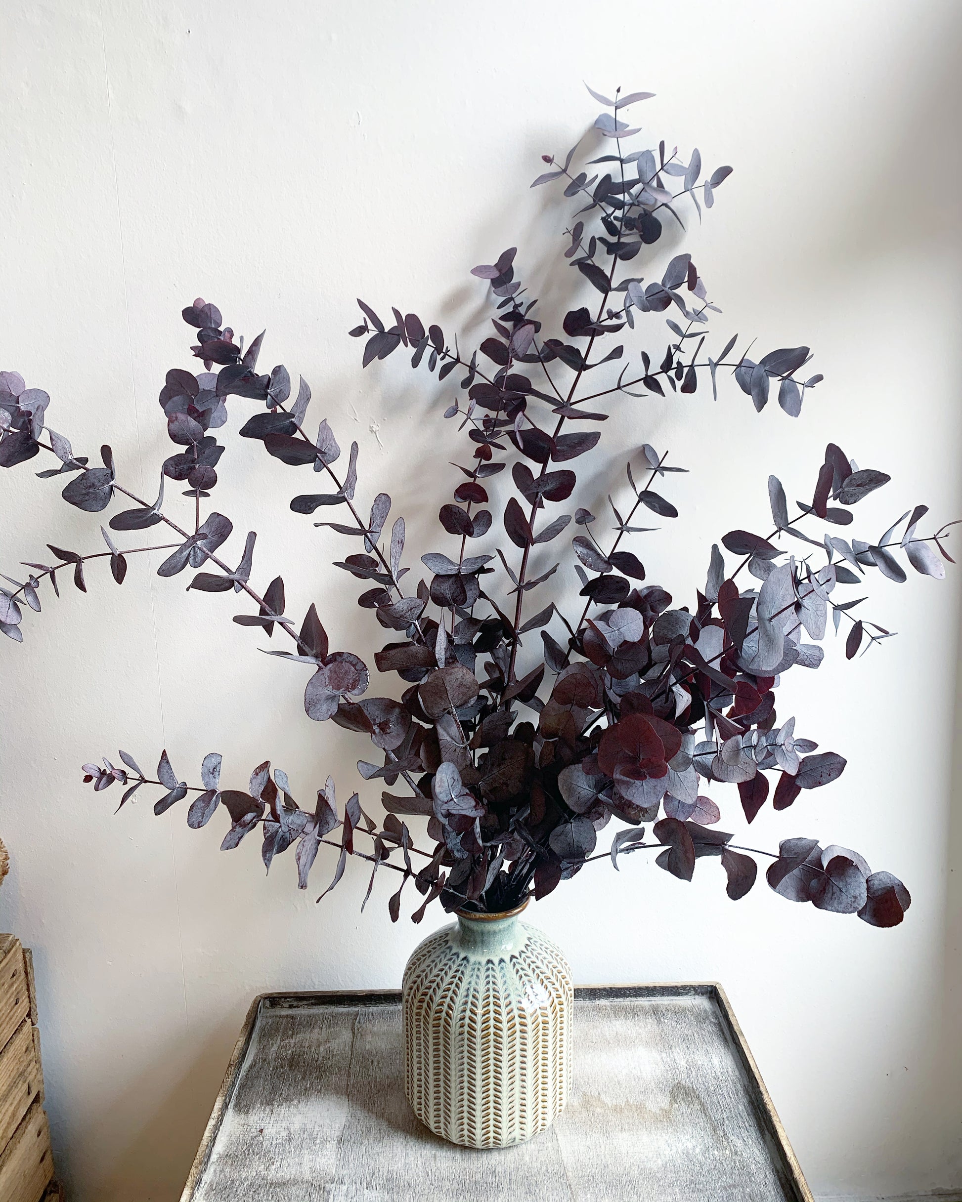 Preserved Eucalyptus image 0